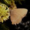Satyrium ilicis